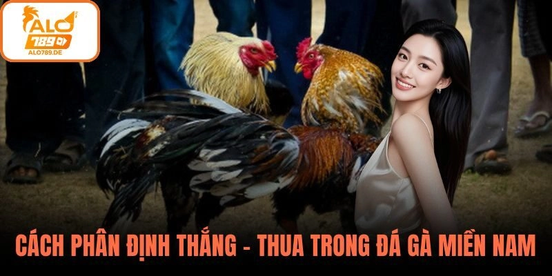 Luật Đá Gà Miền Nam – Những Điều Cơ Bản Mà Sư Kê Cần Nắm Tại ALO789 3 Cách phân định thắng – thua trong đá gà miền Nam